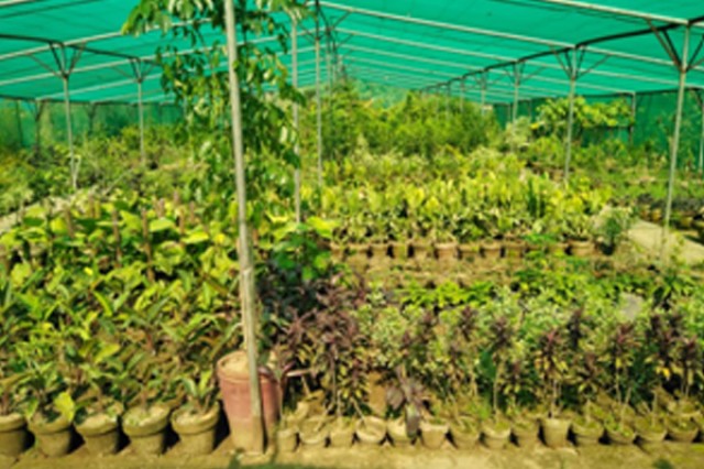 Self-Generated plants DHA Phase-I