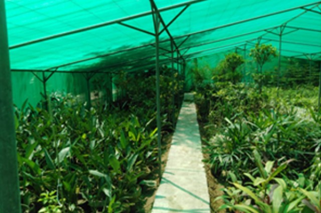 Self-Generated plants DHA Phase-II